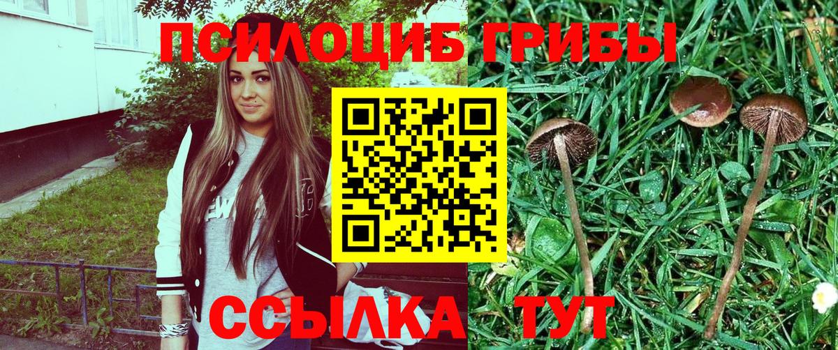 Галлюциногенные грибы Psilocybe Урюпинск